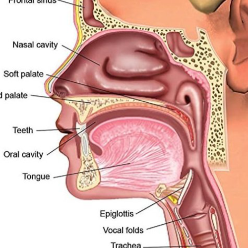 evidence based vocal science